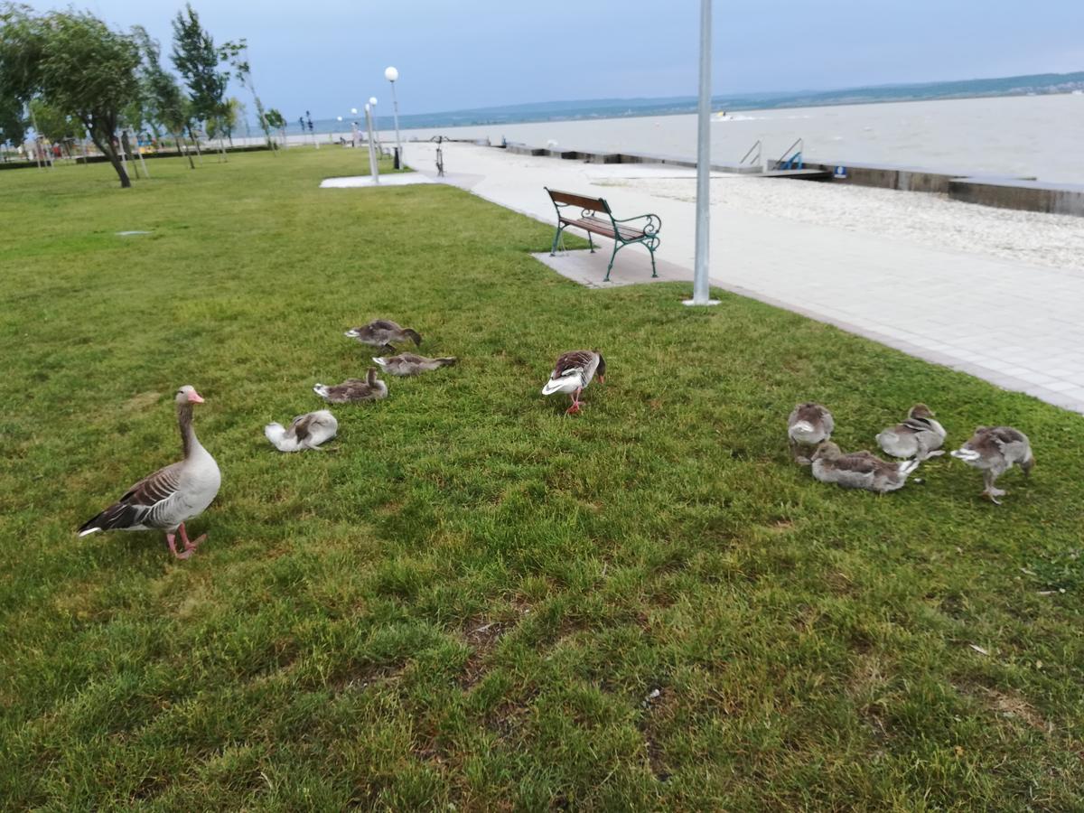 Ferienwohnungen Feldsee Illmitz Exteriör bild