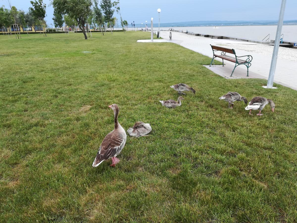 Ferienwohnungen Feldsee Illmitz Exteriör bild
